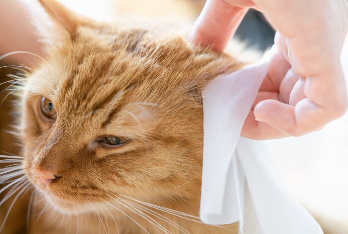 How To Use Pet Wipes: A Step-By-Step Tutorial